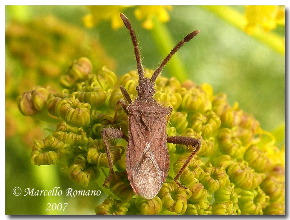 Album di eterotteri fotografati in Sicilia nel 2007